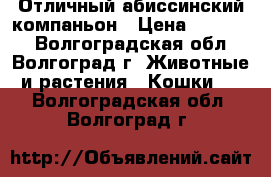 Отличный абиссинский компаньон › Цена ­ 15 000 - Волгоградская обл., Волгоград г. Животные и растения » Кошки   . Волгоградская обл.,Волгоград г.